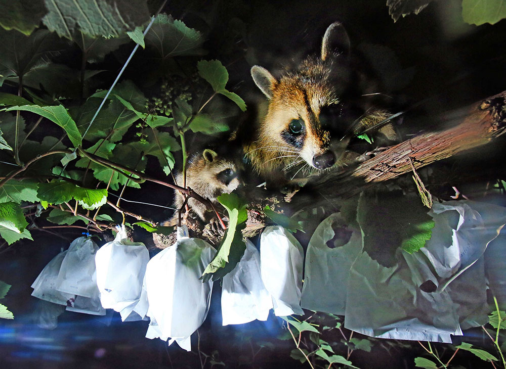 収穫期を迎えたブドウの樹上に現れたアライグマの親子