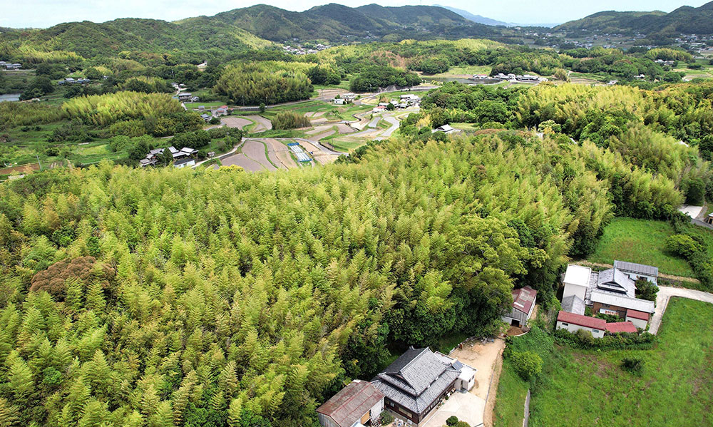 手入れされず人里周辺を覆う竹林